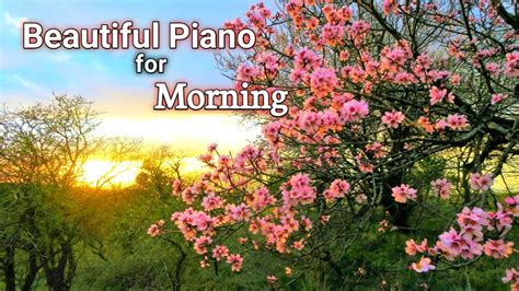 Beautiful Soft Piano Music To Birds Chirping Natural Sounds For