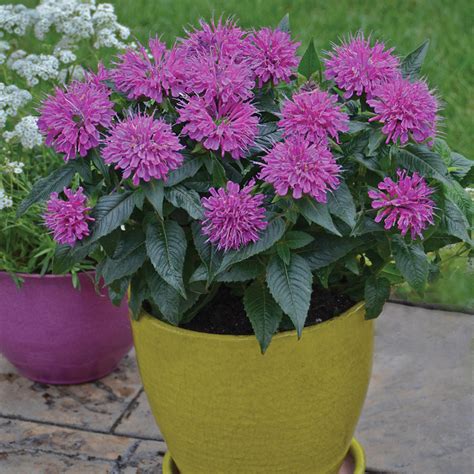 Monarda Pardon My Purple - Buy Bee Balm Perennials Online