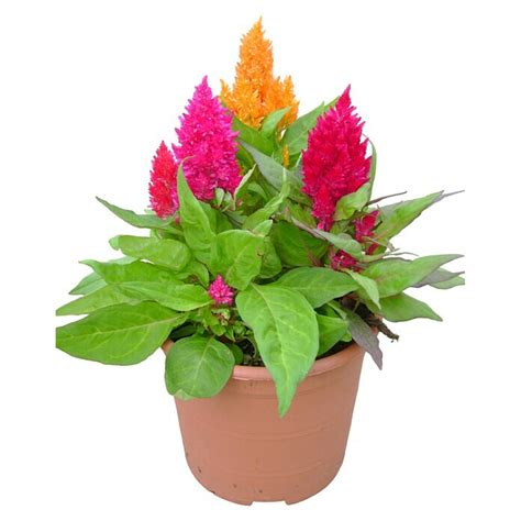 Celosia Argentea Plumosa Celosia Tamaño De Maceta 13 Cm Bauhaus