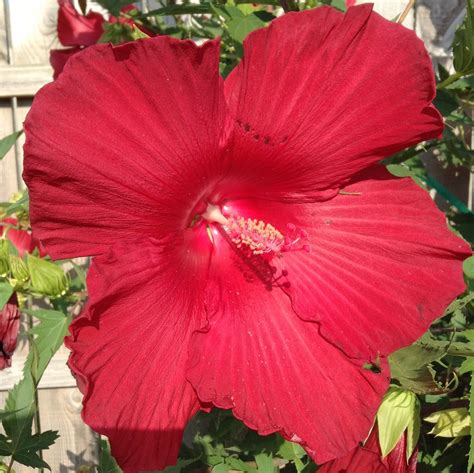 Burgundy Hibiscus Jim Hammer Flickr