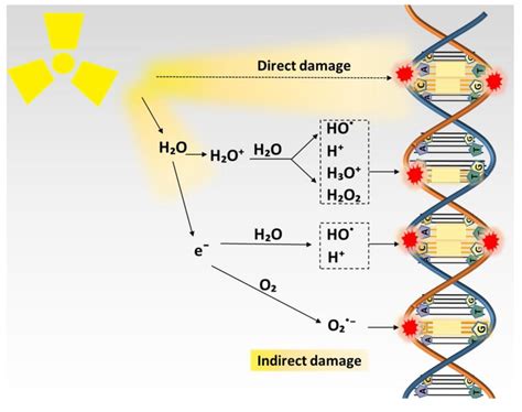 Direct And Indirect Actions Of Radiation In Direct Reaction Radiation