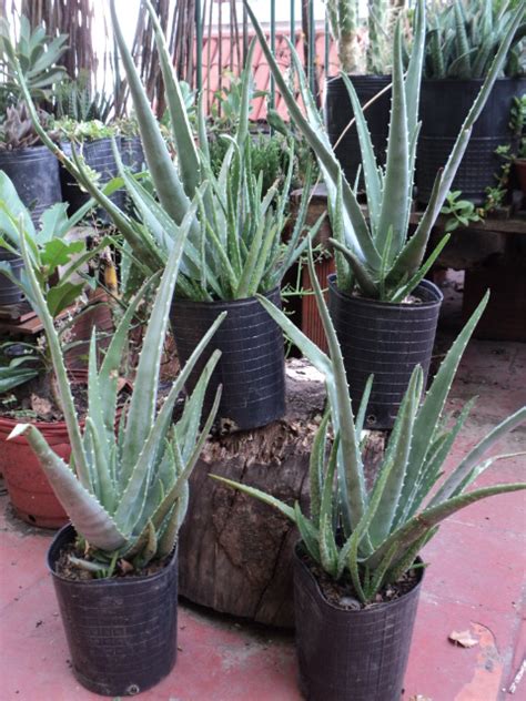 PLANTAS MORENAL Aloe Barbadensis Disponible En Maceta De Cultivo De