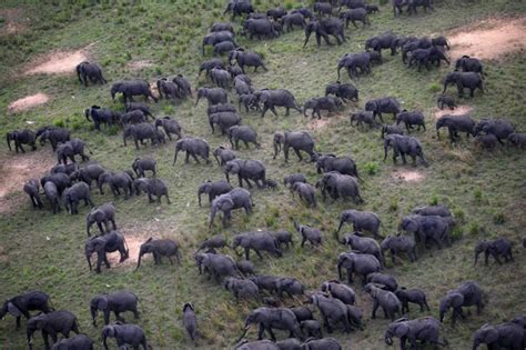 Haut Lomami Les éléphants Du Parc Upemba Detruisent Les Villages à Malemba Nkulu Adiac Congo