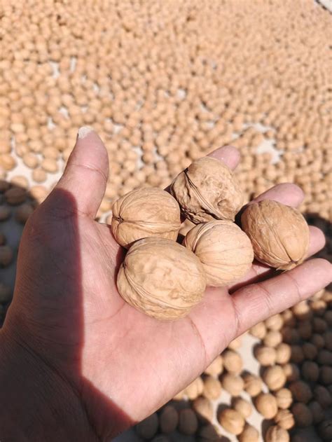 Chinese Walnuts New Crop Walnut Washed Mm Chinese Origin Walnuts