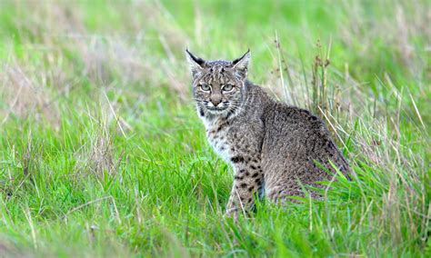 Im Borderline Obsessed With Tracking And Photographing Bobcats In The