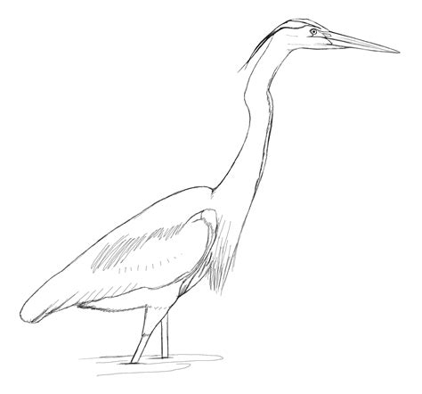 The David Sibley Birds Coloring Sheets | Brightly