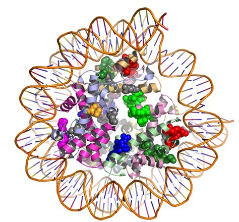 Using D Models Of Proteins To Find Treatments For Cancer National