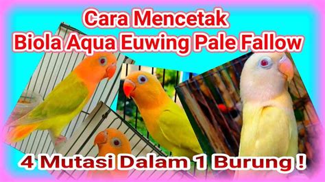 Cara Mencetak Lovebird Biola Aqua Euwing Pf Agar Cepat Tembus Youtube