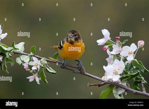 Female Baltimore Oriole Perches Among Apple Blossoms In Springtime