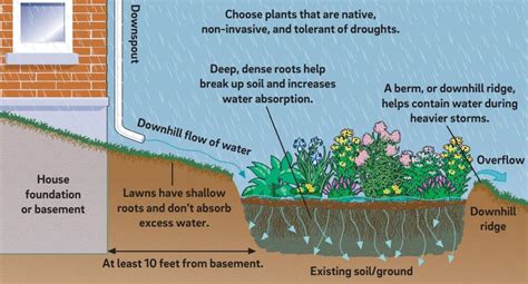 How To Build A Rain Garden For Water Conservation