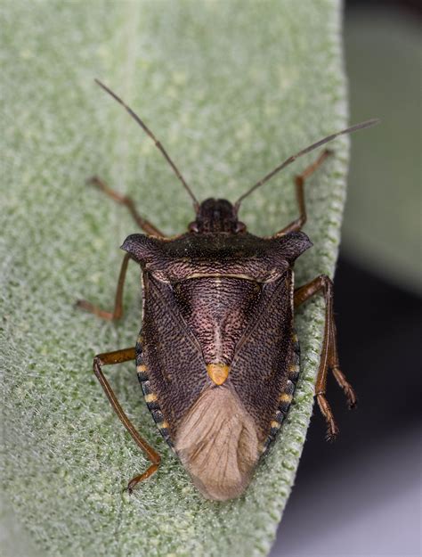 Brown Shied Bug Pentax User