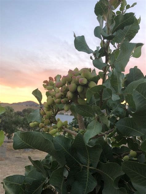 25 Pistachio Seeds From Kerman Pistachio Tree Grown in | Etsy