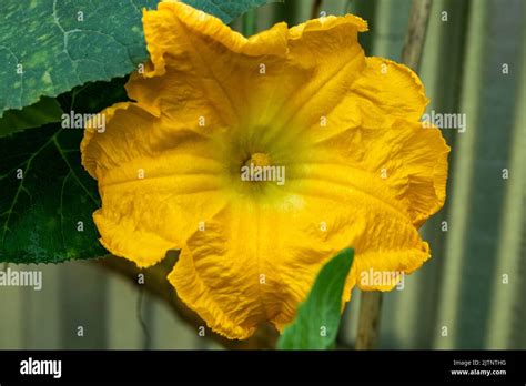 Pumpkin Flowers Are Only Open For About Six Hours Beginning At The Sun