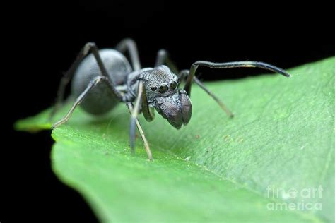 Ant Mimic Jumping Spider 3 By Melvyn Yeo Science Photo Library