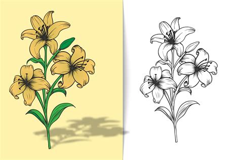 Color illustration of a lily coloring page 24517556 Vector Art at Vecteezy