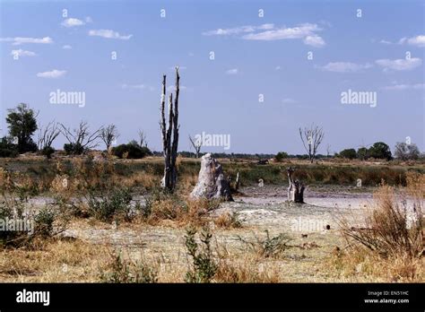 African Landscape Moremi Game Reserve Okawango Delta Botswana Stock