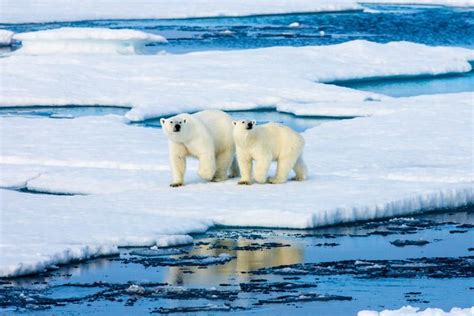 Croisière Expédition Au Spitzberg Croisière De Luxe Rivages Du Monde