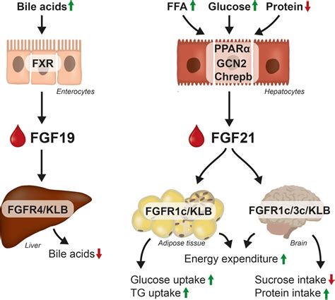 Frontiers FGF19 And FGF21 For The Treatment Of NASHTwo Sides Of The