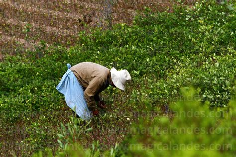 Magical Andes Photography Woman Harvesting Coca Leaves Erythroxylum