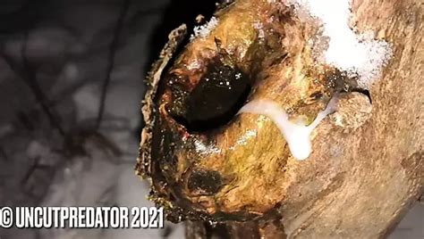 Masturbation In The Forest At Night With A Hole In A Tree Trunk Gay