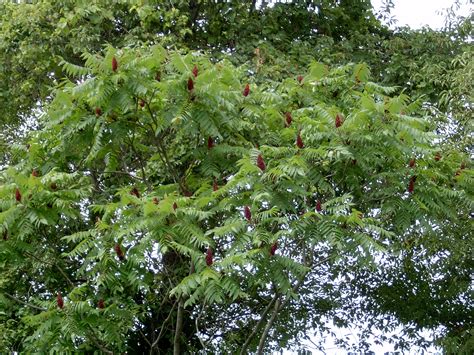 Staghorn sumac – Rhus typhina - Plant & Pest Diagnostics