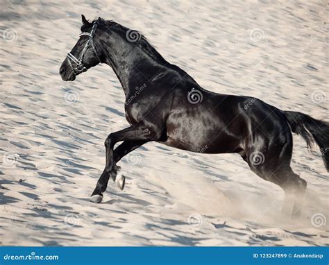 Running Beautiful Black Stallion in the Desert Stock Image - Image of equitation, equine: 123247899