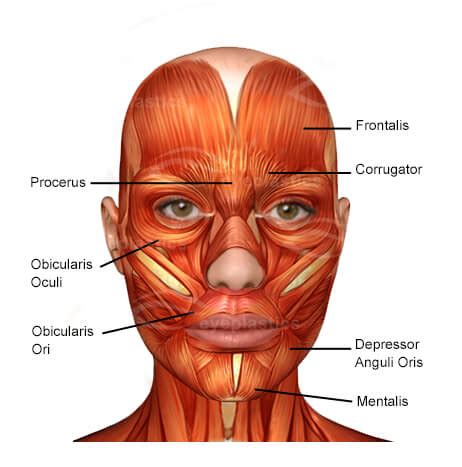 Face Anatomy Boise | Medical face Diagram Idaho