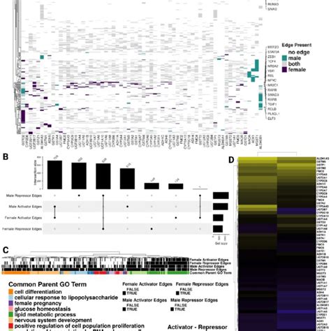 Predicted Gene Regulatory Relationships Of Drug Metabolism Genes In The