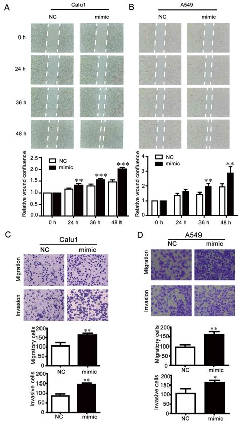 MiR 25 Enhances Cell Migration And Invasion In Non Small Cell Lung