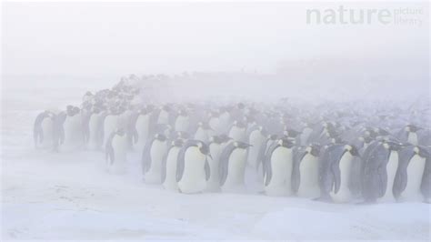 Emperor Penguin Males In Breeding Colony Incubating Eggs Atka Bay