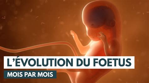 Le développement du fœtus Évolution grossesse Animation 3D YouTube