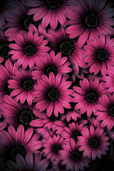 Colorful Daisies Wallpapers Top Free Colorful Daisies Backgrounds