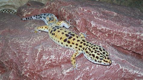 Leopard Gecko Appleton Exotics