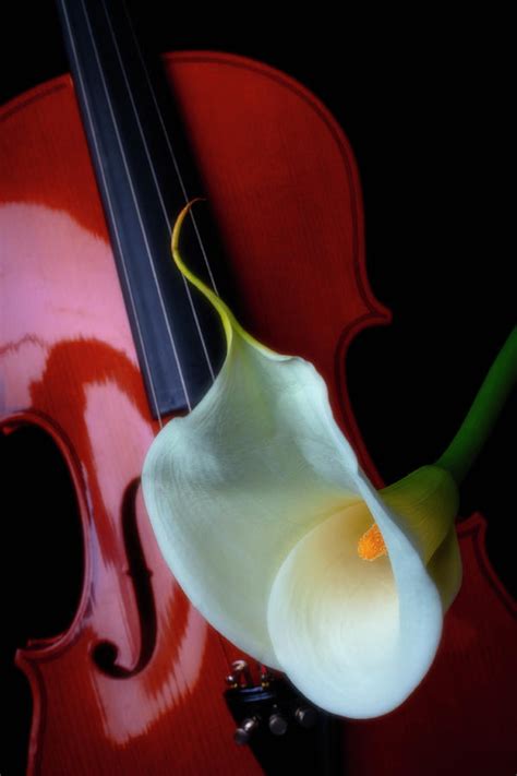 Glowing Calla Liliy On Violin Photograph By Garry Gay Fine Art America