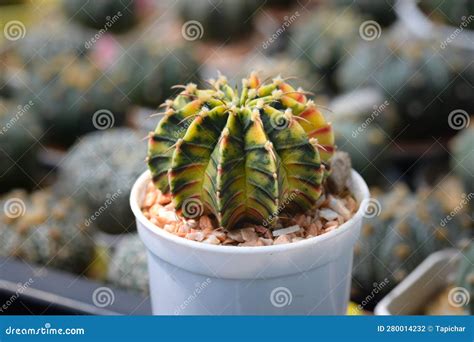 Cactus Called Gymnocalycium Mihanovichii LB Hybrid Variegata Stock