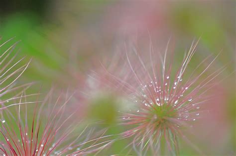 Bunga Pasque Hijau Merah Jambu Foto Gratis Di Pixabay Pixabay