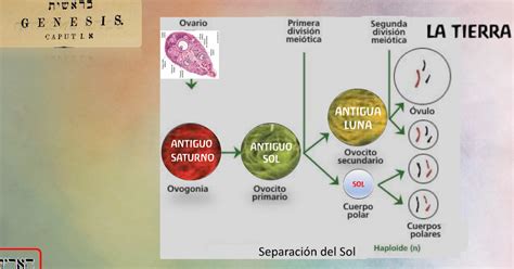 ESPACIO SALUTOGÉNESIS EL GÉNESIS LA EMBRIOGÉNESIS LA SALUTOGÉNESIS