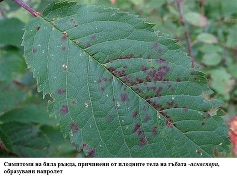 Вредители по време на зазряване на средноранните сортове череши ...