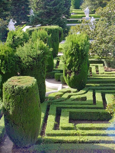 Jardineria Eladio Nonay BOJ COMÚN PLANTA ESTRUCTURAL Jardinería