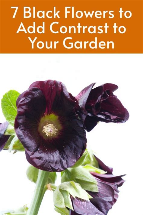 7 Black Flowers To Add Contrast To Your Garden In 2024 Black Flowers