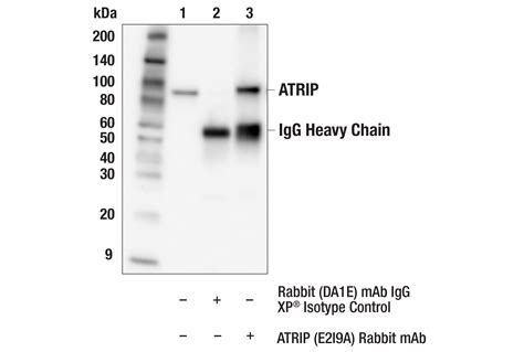 Atrip E I A Rabbit Mab Cell Signaling Technology