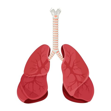 Premium Vector Diagram Of Human Lungs And Trachea Respiratory System