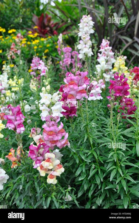 Snapdragon Antirrhinum Majus Stock Photo Alamy