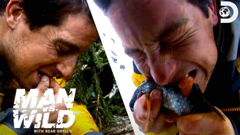 Bear Grylls Eats Maggots And Live Fish Man Vs Wild Youtube