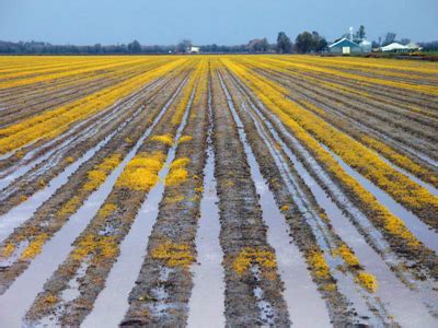 Disminuye Un El Volumen De Agua De Riego En El Sector Agrario En