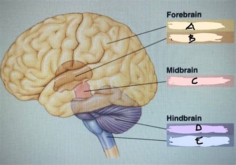 Neurotransmitter Cns And The Blood Brain Barrier Flashcards Quizlet