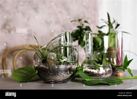 Florarium In Glass Vases With Succulents On Grunge Background Stock