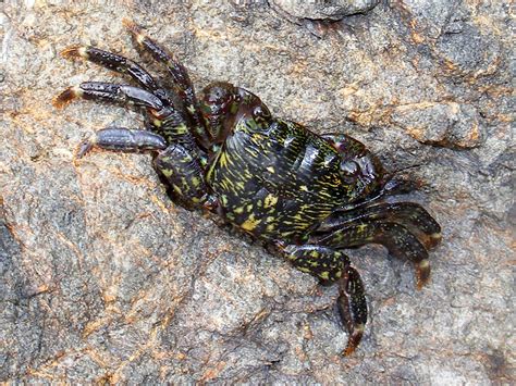 Striped Shore Crab Mackerricher State Park California