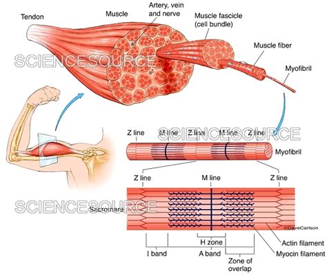 Muscle Structure Labeled Illustrati Stock Image Science Source Images