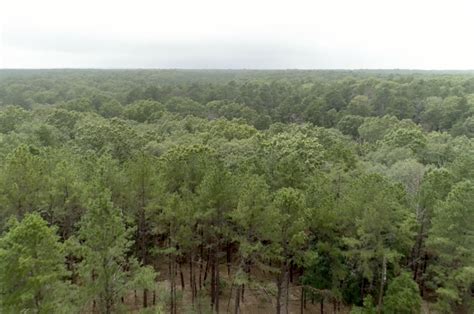 The Pine Barrens Long Islands Nature Sanctuary